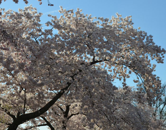 What to expect at the National Cherry Blossom Festival in Washington DC