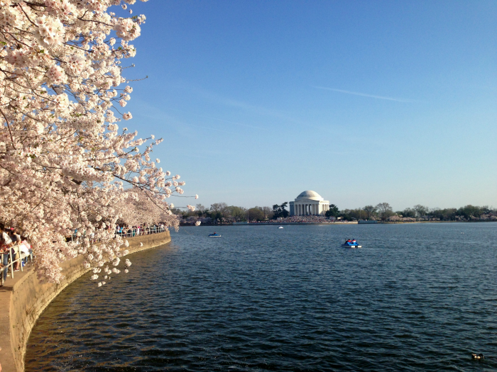 What to expect at the National Cherry Blossom Festival in Washington DC