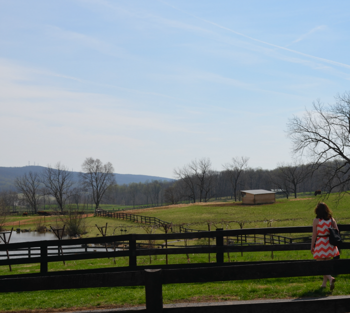 Wining and Dining in Historic Horse Country: Things to do in Middleburg, Virginia