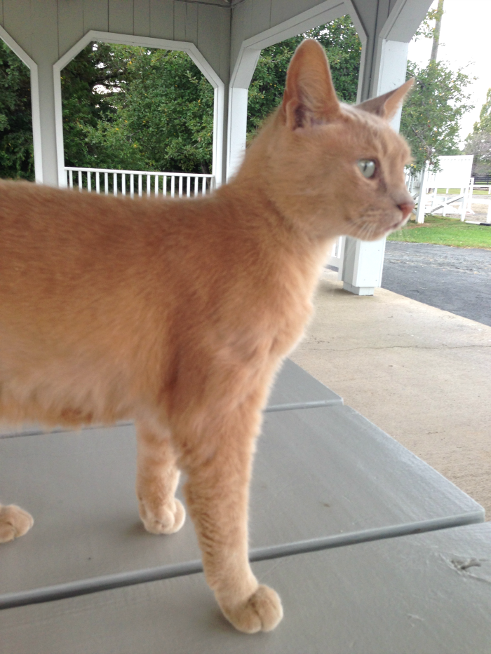 Virginia, Fox Chase Farm, Kitty cat