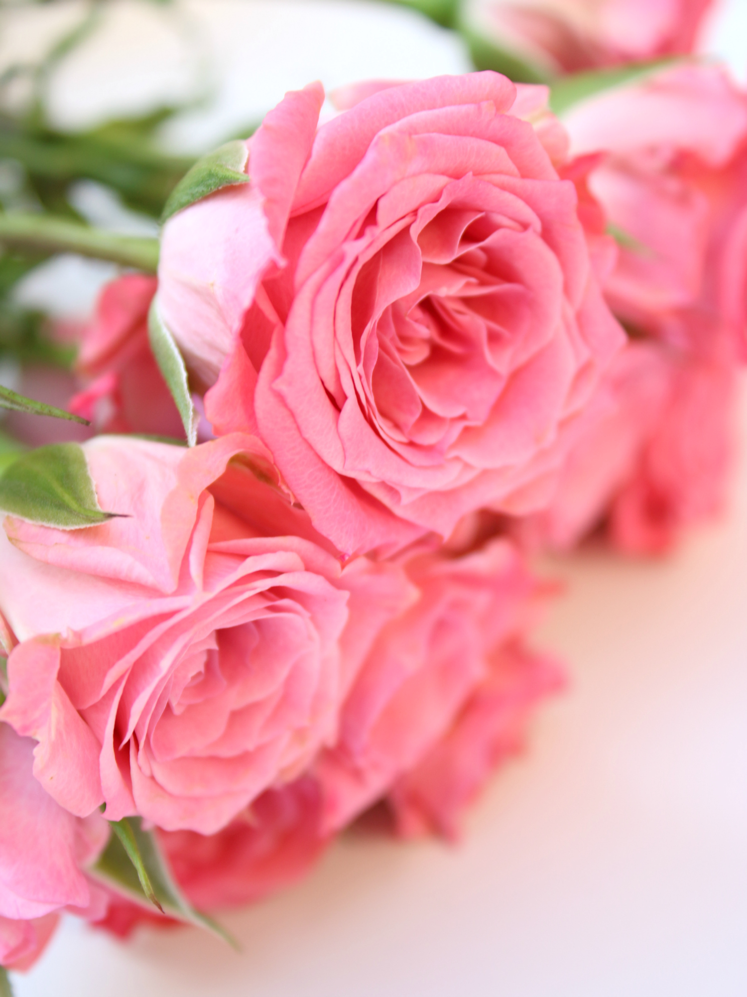Bright pink roses on Diary of a Debutante