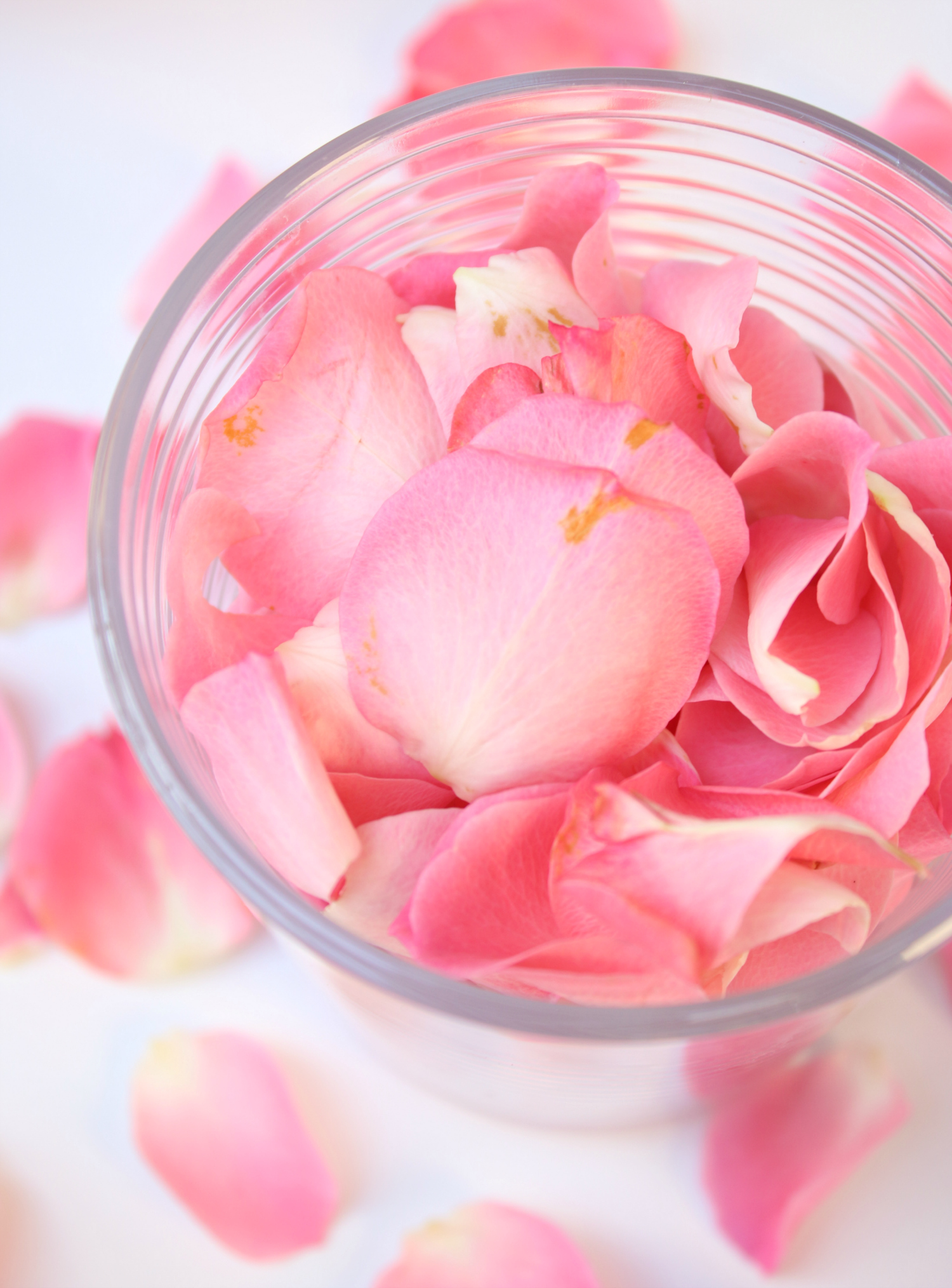 Homemade rose water recipe from blogger Stephanie Ziajka on Diary of a Debutante