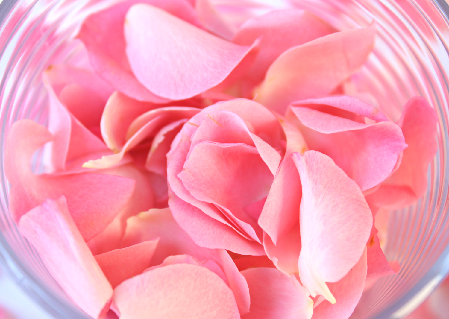 Fresh pink rose petals used in blogger Stephanie Ziajka's rose water recipe on Diary of a Debutante