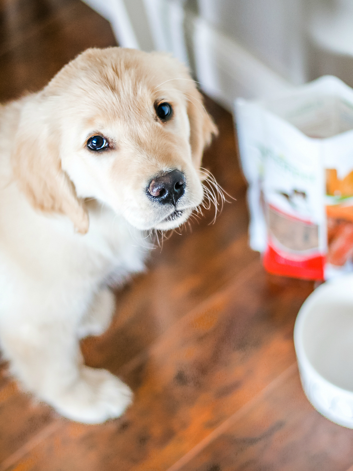 Our Nala Girl: Life As a New Puppy Mom by southern lifestyle blogger and golden retriever puppy mom Stephanie Ziajka from Diary of a Debutante, golden retriever dog food recommendations, new golden retriever puppy, Freshpet dog food review