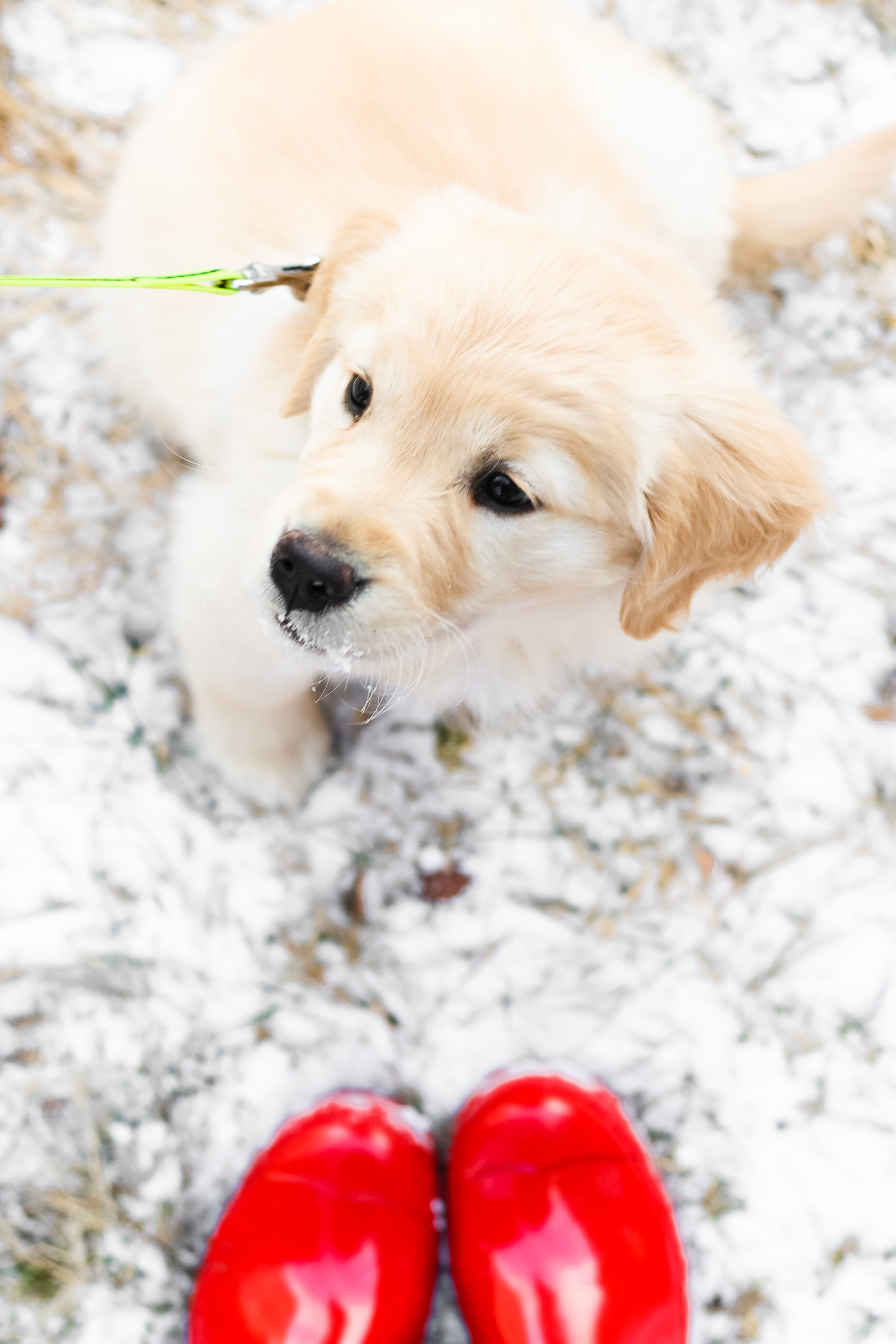golden retriever puppy in the snow, Our Nala Girl: Life As a New Puppy Mom by southern lifestyle blogger and golden retriever puppy mom Stephanie Ziajka from Diary of a Debutante, golden retriever dog food recommendations, new golden retriever puppy, Freshpet dog food review