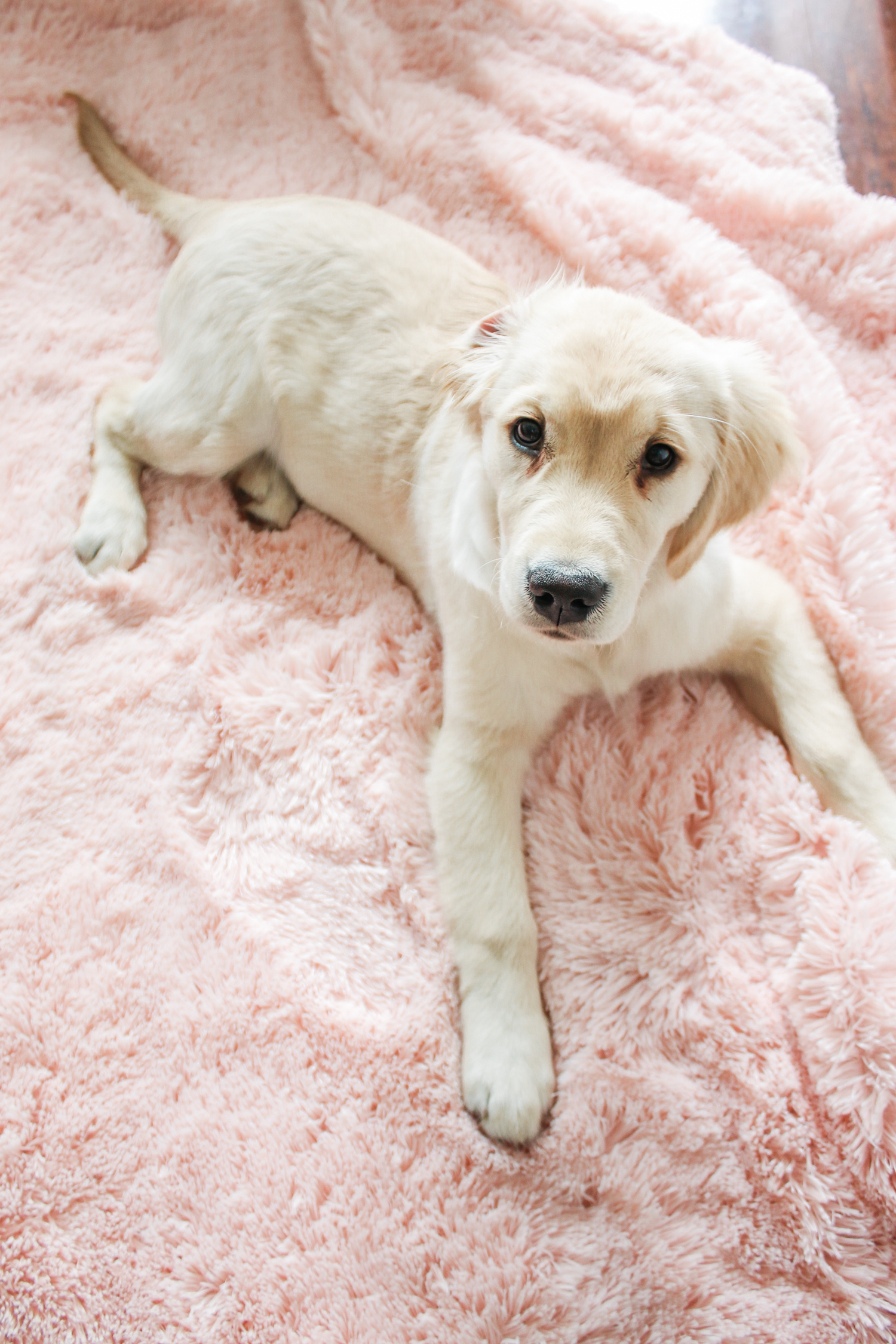 Woman's Best Friend: 8 Reasons to Get a Puppy by southern lifestyle blogger Stephanie Ziajka from Diary of a Debutante, how a new golden retriever puppy can help if you're depressed in a new city, 8 reasons to get a puppy, 8 reasons why you should get a dog, 4 month old golden retriever puppy pictures