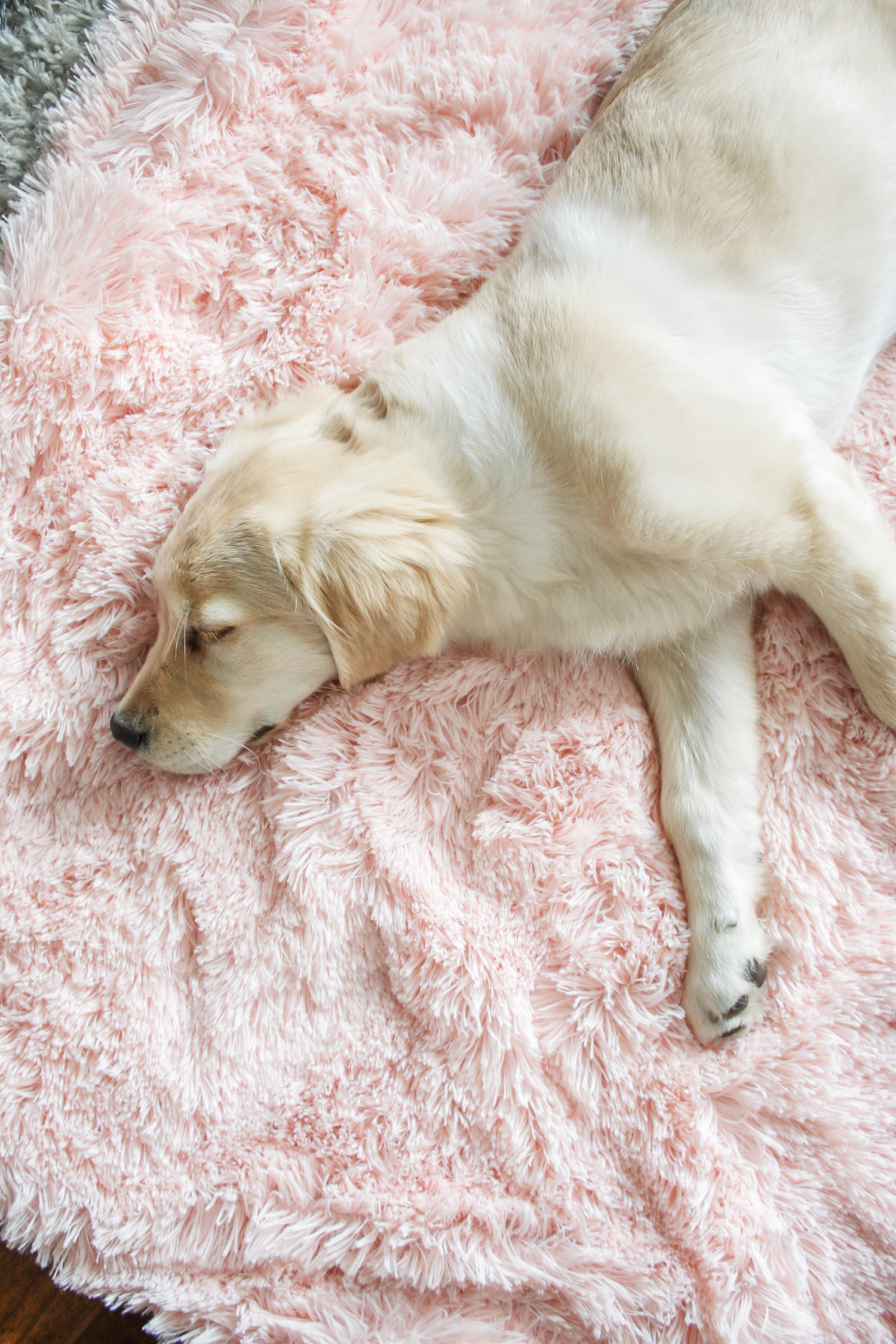 Woman's Best Friend: 8 Reasons to Get a Puppy by southern lifestyle blogger Stephanie Ziajka from Diary of a Debutante, how a new golden retriever puppy can help if you're depressed in a new city, 8 reasons to get a puppy, 8 reasons why you should get a dog, 4 month old golden retriever puppy pictures