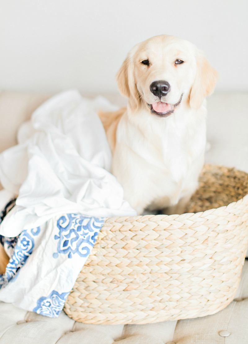 How to keep your clothes smelling fresh (even with pets) with Purex Crystals by southern blogger and dog mom Stephanie Ziajka from Diary of a Debutante, dog owner laundry hacks, pet odor removal, remove pet odor in laundry, pet laundry, laundry with pets, best laundry detergent for pet odor, add to laundry to remove odor, cute golden retriever in laundry, Purex Crystals review