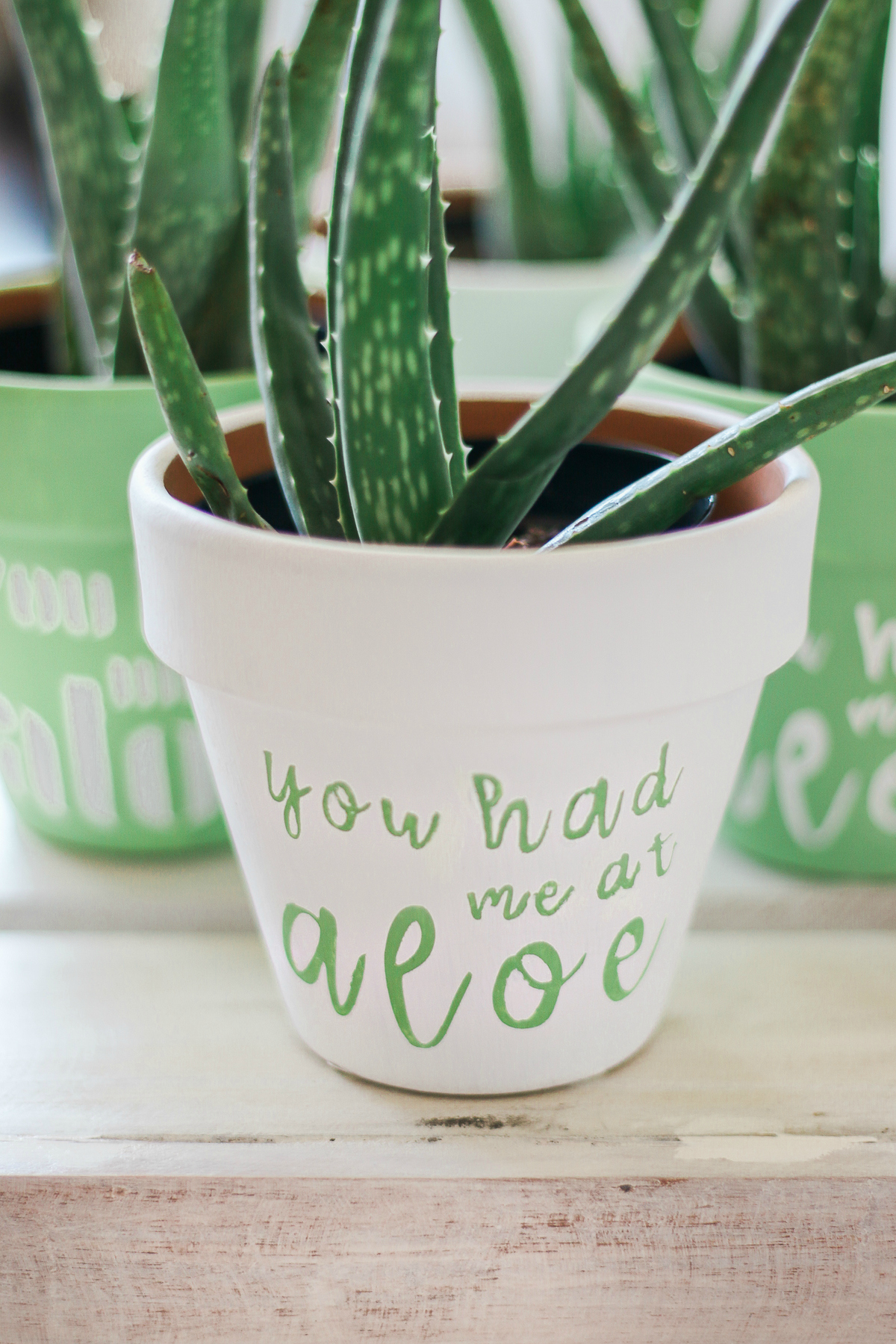 "You Had Me at Aloe" DIY succulent planter by southern blogger Stephanie Ziajka from Diary of a Debutante, gift idea for new neighbors, easy clay pot craft ideas, terracotta ideas, cute aloe vera planter, American Greetings featured artists cards