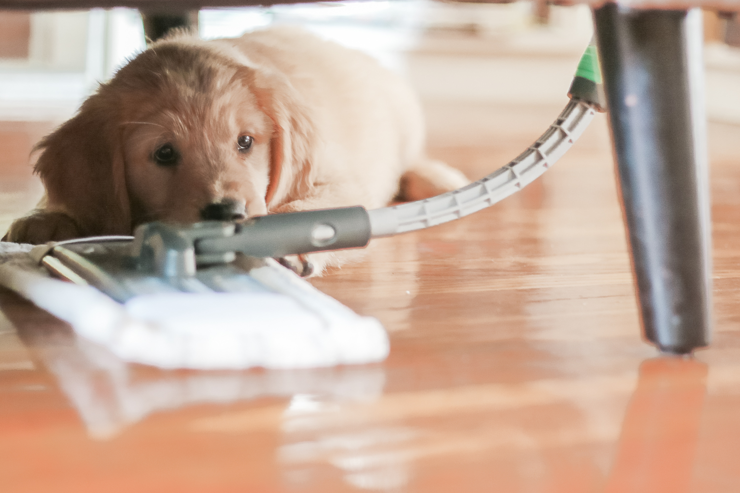 best way to clean hardwood floors with pets, best mop for dog hair on hardwood, STAINMASTER Sweep and Mop Kit review, Cleaning Hacks for Dog Moms: How to Tidy Your Home in 15 Minutes (or Less) by southern lifestyle blogger Stephanie Ziajka from Diary of a Debutante