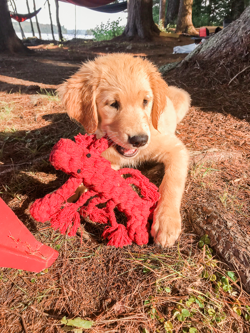 Maine vacation recap, Summer Bucket List: The Best Things to Do in Maine in Summer by southern lifestyle blogger Stephanie Ziajka from Diary of a Debutante, Maine bucket list, things to do in Maine, Lake Damariscotta, things to do in Damariscotta Maine, golden retriever with lobster toy