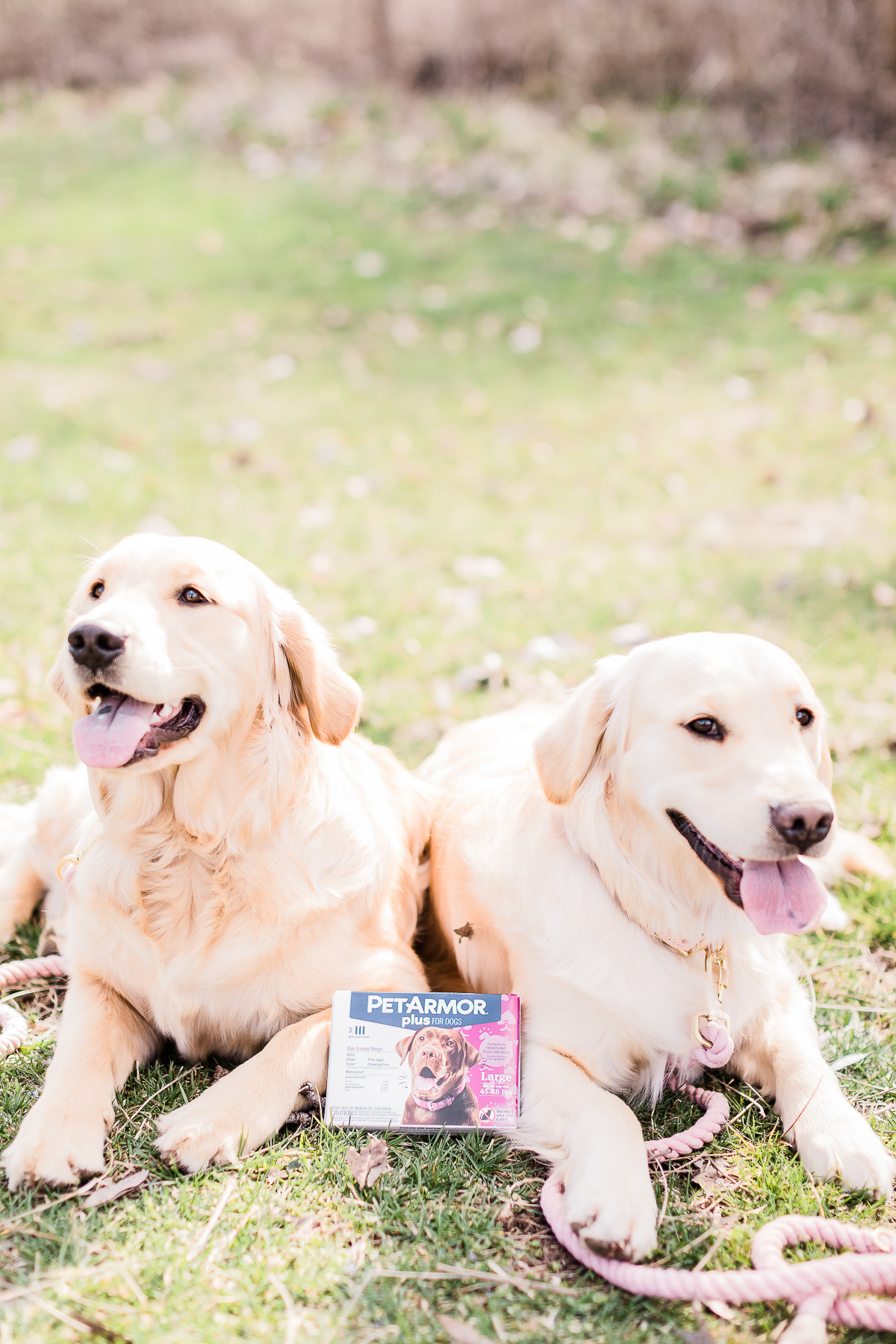 How to Keep Your Dogs Flea and Tick Free: A PetArmor Plus Review by popular southern lifestyle blogger Stephanie Ziajka from Diary of a Debutante, PetArmor Plus for Dogs review, PetArmor Plus reviews, PetArmor Plus for Dogs at PetSmart, cute golden retriever puppies