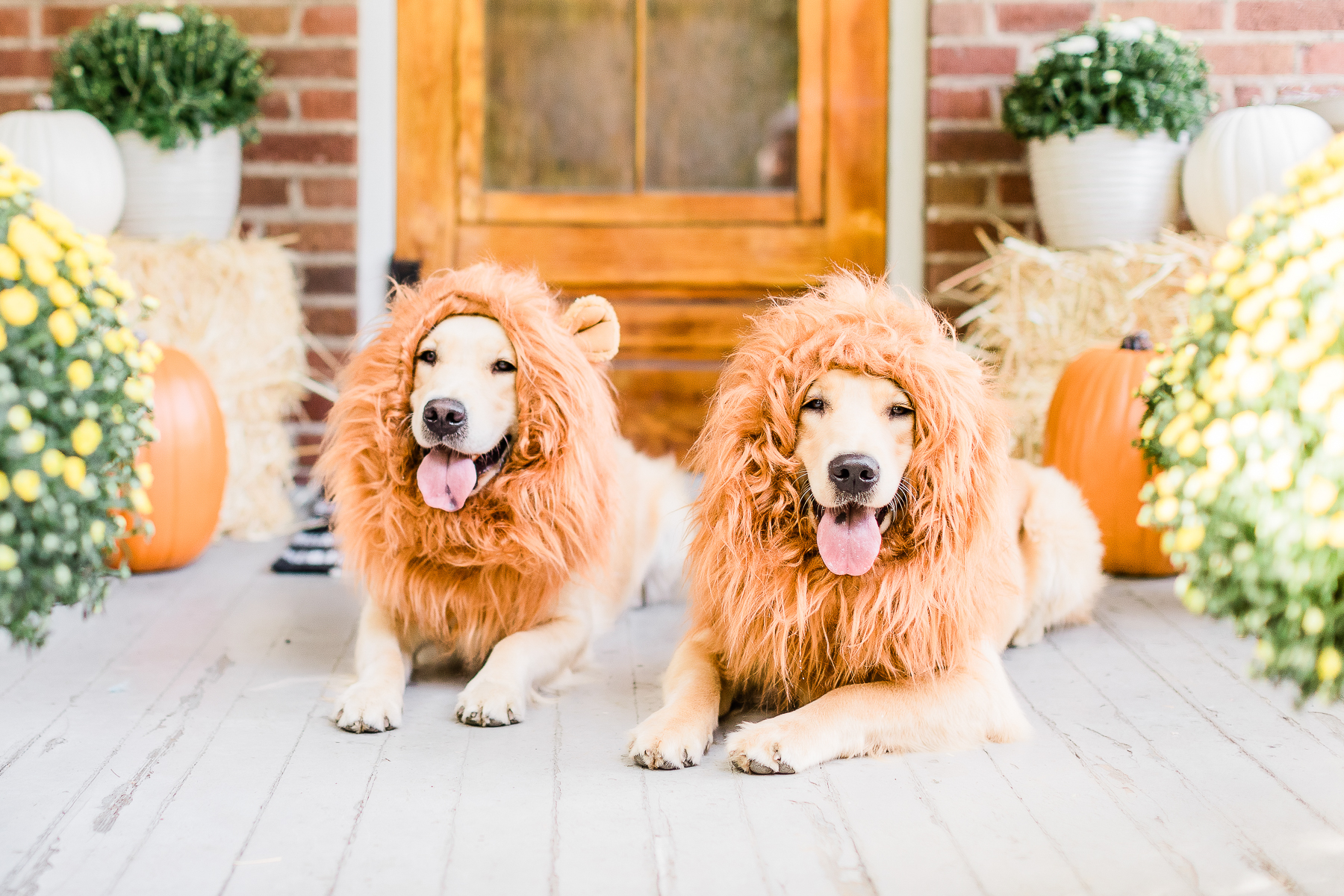 Dog lion mane costume, golden retriever lion mane costume, cute dog costumes