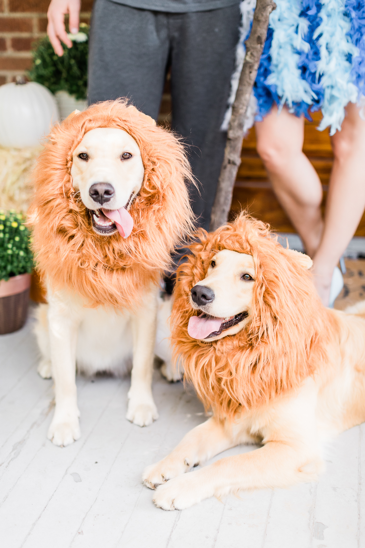 Best of October: The Top 10 Things I Loved in October 2019 by popular affordable fashion blogger Stephanie Ziajka on Diary of a Debutante, lion dog costume, golden retrievers in lion costumes, pet halloween costumes, lion king pet costumes