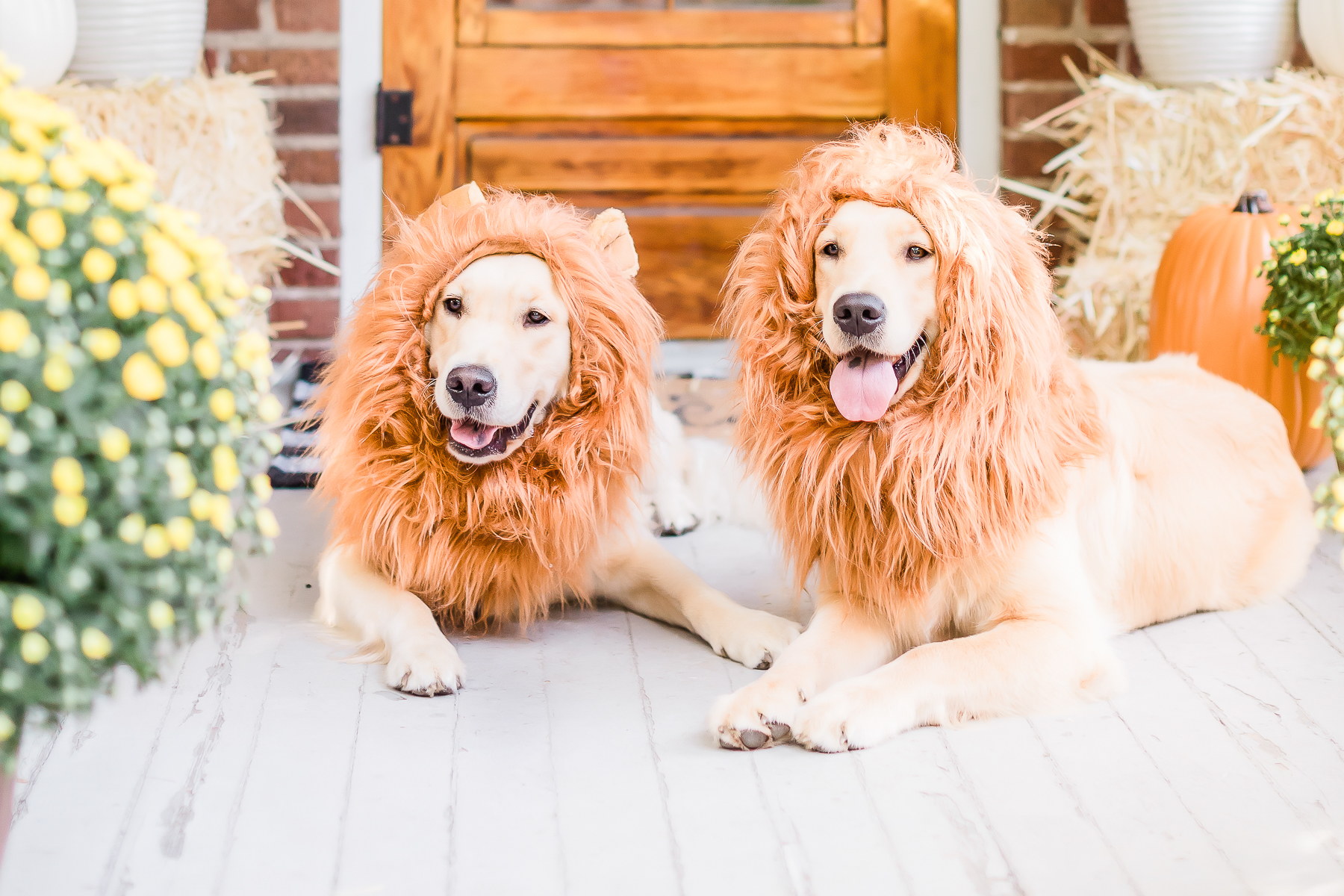 Dog lion mane costume, golden retriever lion mane costume, cute dog costumes
