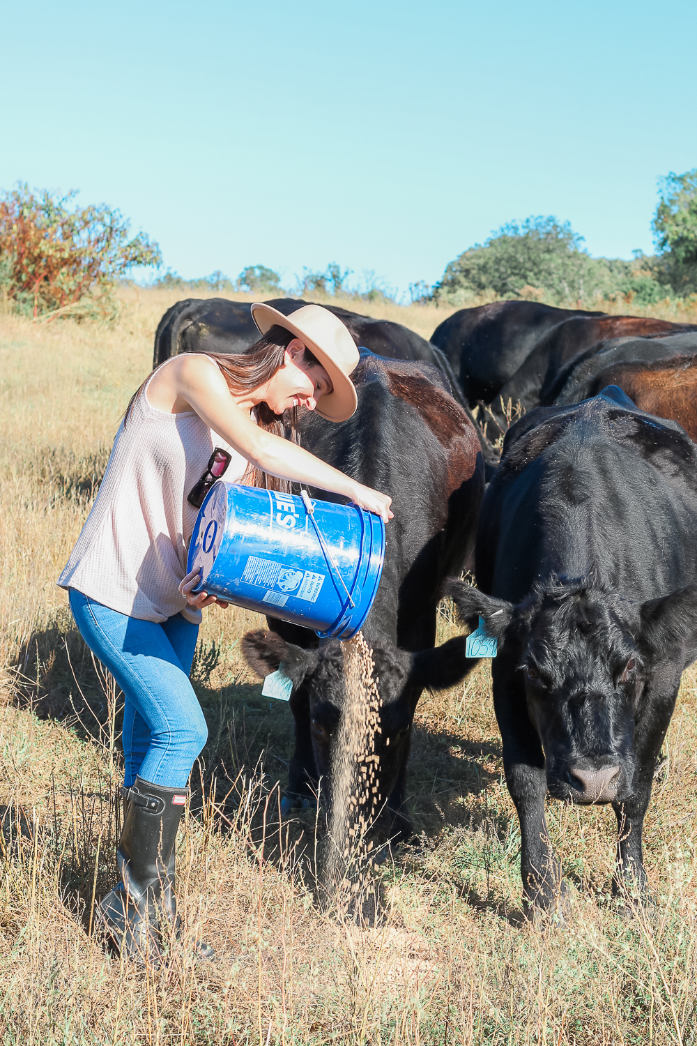Angus cattle feeding on Lady Livestock farm in Jefferson City, Missouri