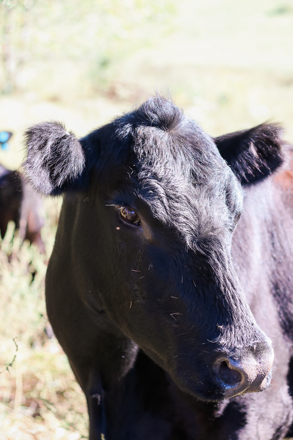 Angus breed cow on Lady Livestock farm