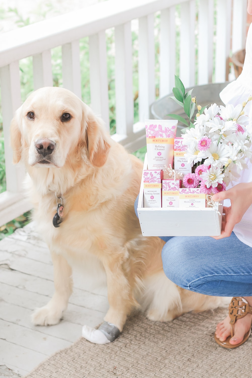 Beauty blogger Stephanie Ziajka shares a Burt's Bees Renewal review with her golden retriever, Nala, on Diary of a Debutante