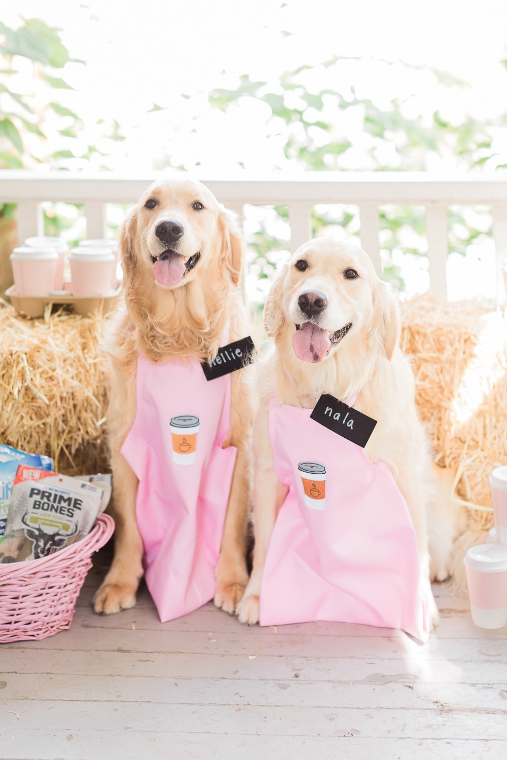 Dog mom and blogger Stephanie Ziajka shares one of the cutest DIY golden retriever Halloween costumes ever on Diary of a Debutante