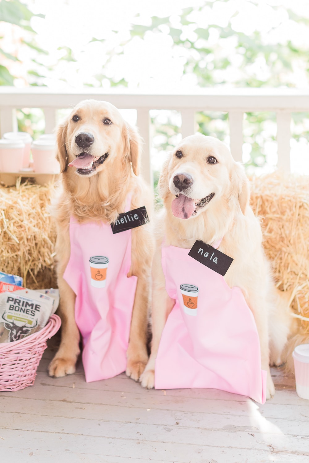 Golden retrievers in costumes styled by dog mom and blogger Stephanie Ziajka on Diary of a Debutante
