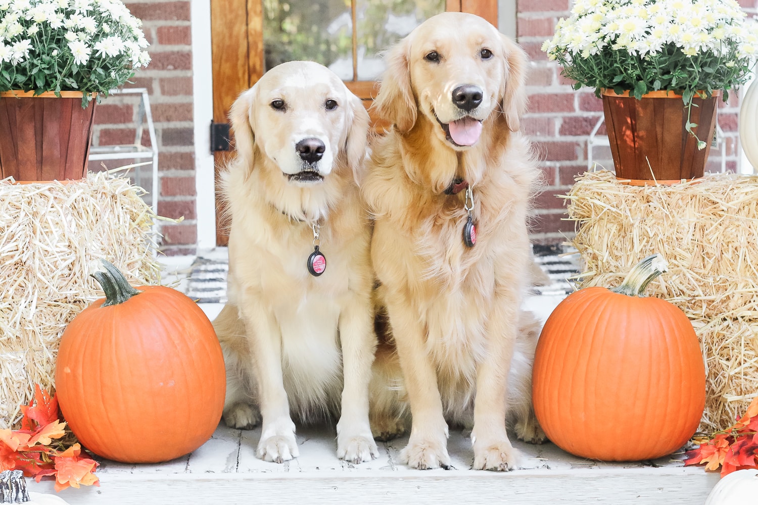 Golden retrievers sandwiched between some affordable fall decor finds from Walmart+ on Diary of a Debutante