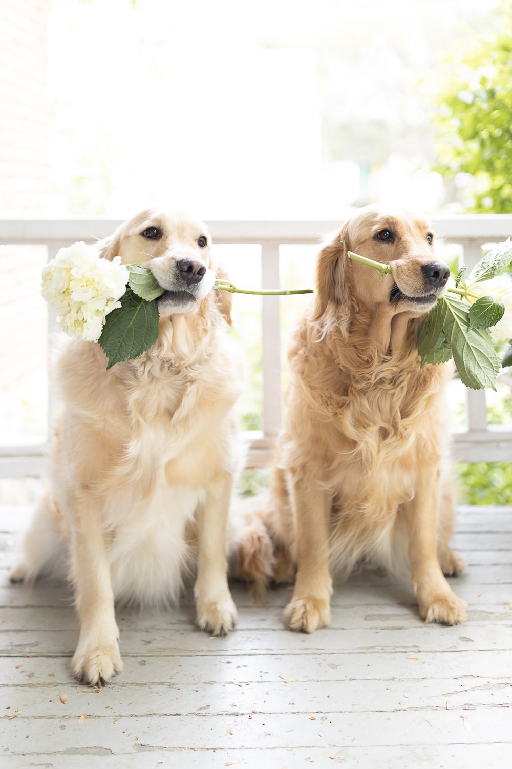 Cute golden retrievers holding flowers in their mouths on Diary of a Debutante