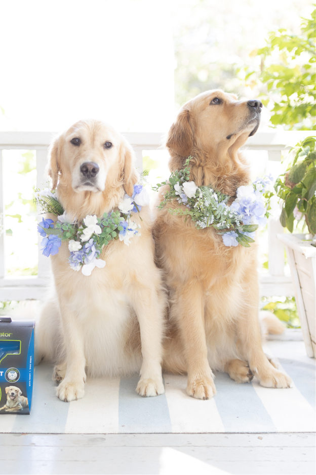 DIY Dog Flower Collar Wedding DIY Tutorial Diary of a Debutante